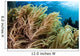 Soft Coral Colony Grows Wall Decal
