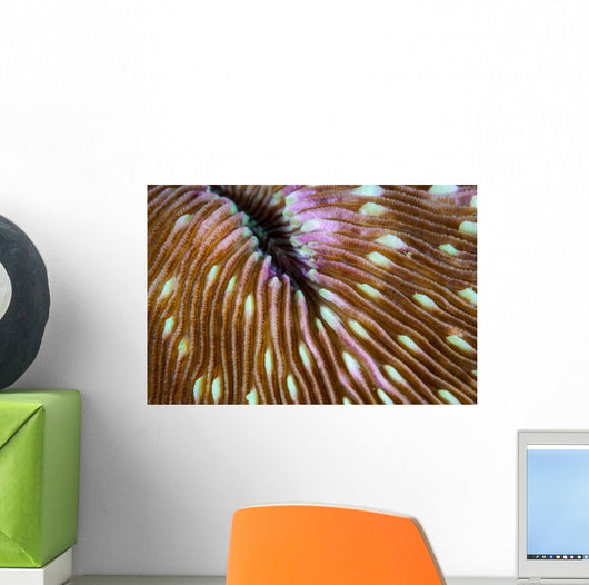 Detail Mushroom Coral Growing Wall Decal