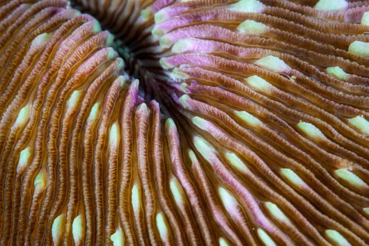 Detail Mushroom Coral Growing Wall Decal