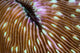 Detail Mushroom Coral Growing Wall Decal