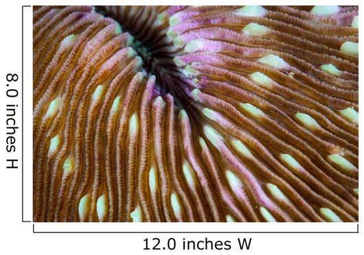 Detail Mushroom Coral Growing Wall Decal