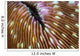 Detail Mushroom Coral Growing Wall Decal