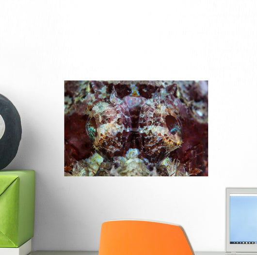 Scorpionfish Lays Reef Indonesia Wall Decal