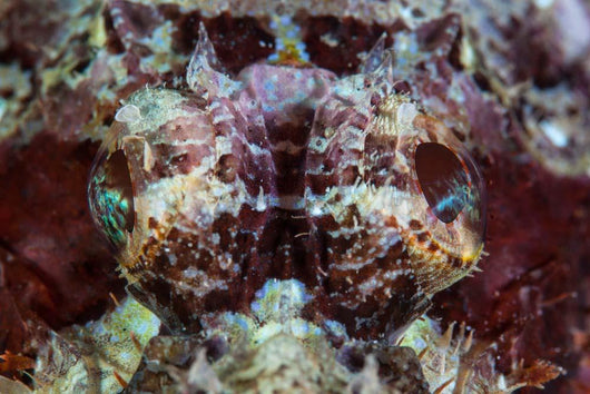 Scorpionfish Lays Reef Indonesia Wall Decal