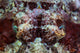 Scorpionfish Lays Reef Indonesia Wall Decal