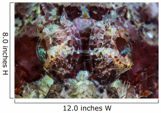 Scorpionfish Lays Reef Indonesia Wall Decal