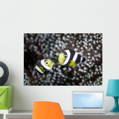 Pair Young Saddleback Anemonefish Wall Decal shown on a wall
