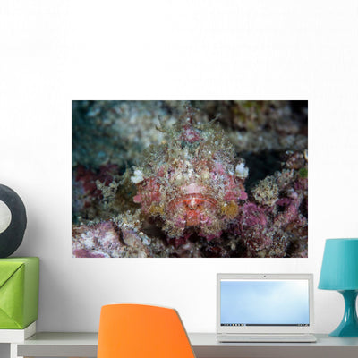 Well-camouflaged Scorpionfish Lays Coral Wall Decal Design 2 shown on a wall