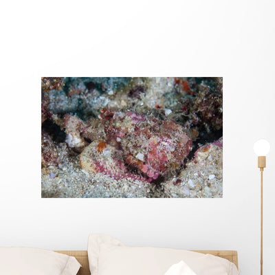 Well-camouflaged Scorpionfish Lays Coral Wall Decal Design 1 shown on a wall