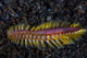 Darklined Fireworm Crawls across Wall Decal