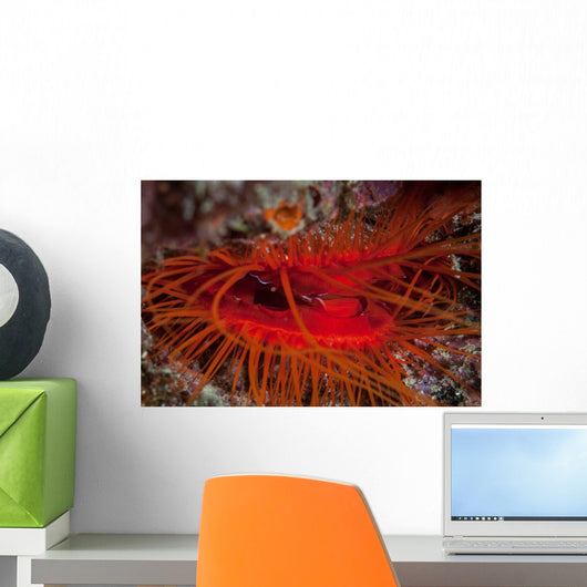 Disco Clam Reef near Wall Decal