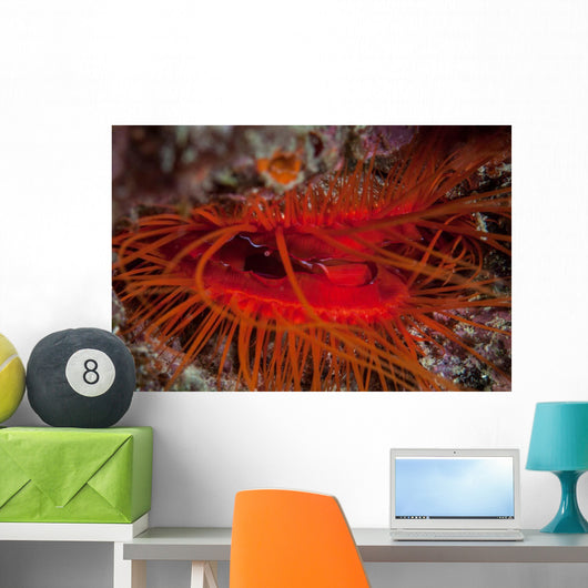 Disco Clam Reef near Wall Decal