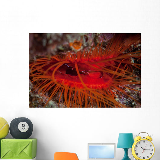 Disco Clam Reef near Wall Decal