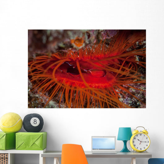 Disco Clam Reef near Wall Decal
