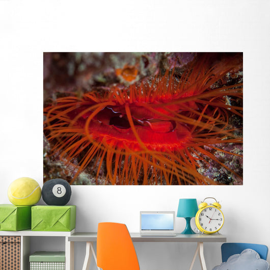 Disco Clam Reef near Wall Decal