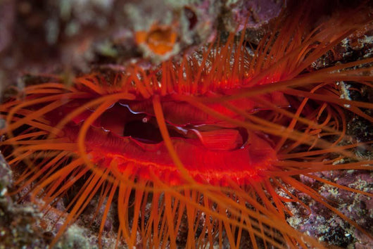 Disco Clam Reef near Wall Decal