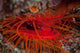 Disco Clam Reef near Wall Decal
