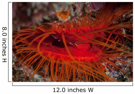 Disco Clam Reef near Wall Decal