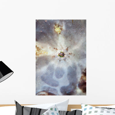 Eye Giant Frogfish Wall Decal Design 2 shown on a wall