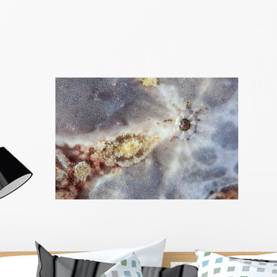 Eye Giant Frogfish Wall Decal Design 1 shown on a wall