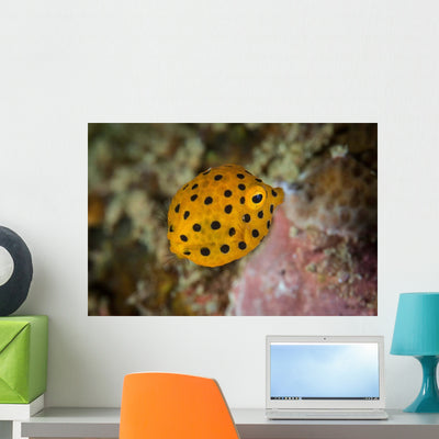 Juvenile Yellow Boxfish Swims Wall Decal Design 2 shown on a wall