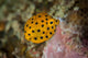 Juvenile Yellow Boxfish Swims Wall Decal Design 2