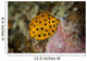 Juvenile Yellow Boxfish Swims Wall Decal Design 2