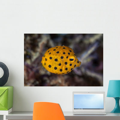 Juvenile Yellow Boxfish Swims Wall Decal Design 1 shown on a wall