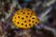 Juvenile Yellow Boxfish Swims Wall Decal Design 1