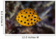 Juvenile Yellow Boxfish Swims Wall Decal Design 1