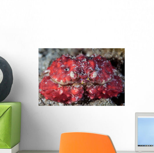 Unidentified Crab Sits Seafloor Wall Decal