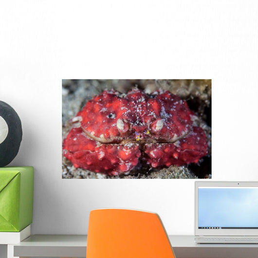 Unidentified Crab Sits Seafloor Wall Decal