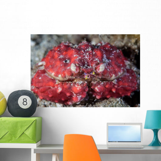 Unidentified Crab Sits Seafloor Wall Decal