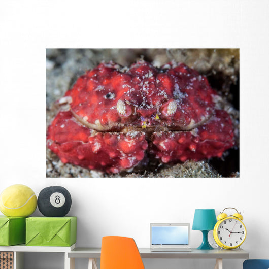 Unidentified Crab Sits Seafloor Wall Decal