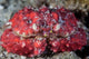 Unidentified Crab Sits Seafloor Wall Decal