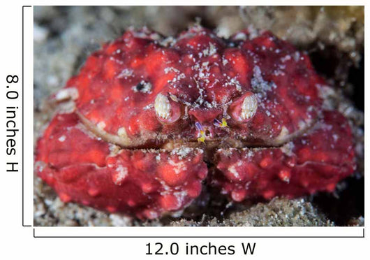 Unidentified Crab Sits Seafloor Wall Decal