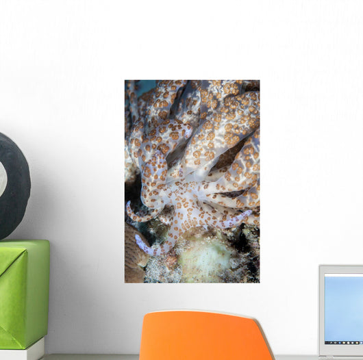 Solar-powered Nudibranch Crawls across Wall Decal