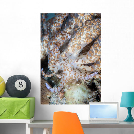 Solar-powered Nudibranch Crawls across Wall Decal