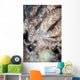 Solar-powered Nudibranch Crawls across Wall Decal
