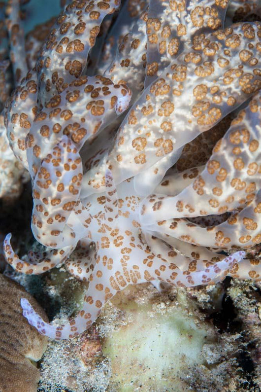 Solar-powered Nudibranch Crawls across Wall Decal