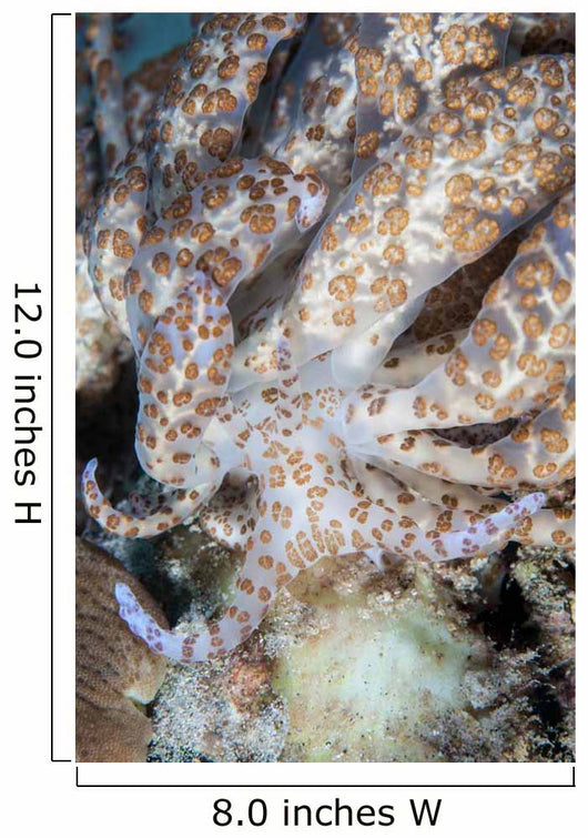 Solar-powered Nudibranch Crawls across Wall Decal