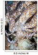 Solar-powered Nudibranch Crawls across Wall Decal