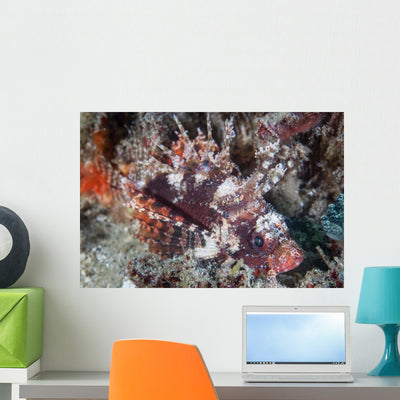 Shortfin Lionfish Lays Seafloor Wall Decal shown on a wall