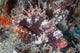 Shortfin Lionfish Lays Seafloor Wall Decal