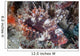 Shortfin Lionfish Lays Seafloor Wall Decal