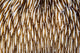 Abstract Mushroom Coral Growing Wall Decal