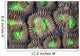Coral Polyps Grow Reef Wall Decal