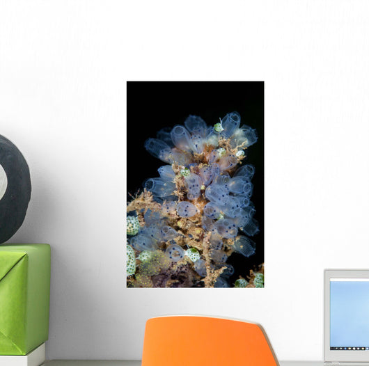 Colorful Tunicates Grow Reef Wall Decal