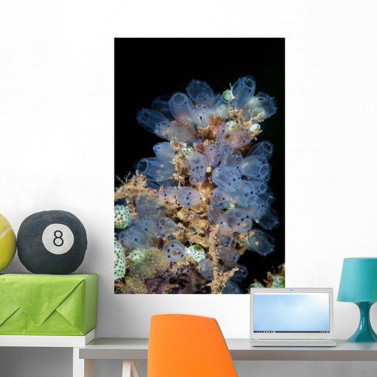 Colorful Tunicates Grow Reef Wall Decal