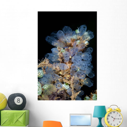 Colorful Tunicates Grow Reef Wall Decal